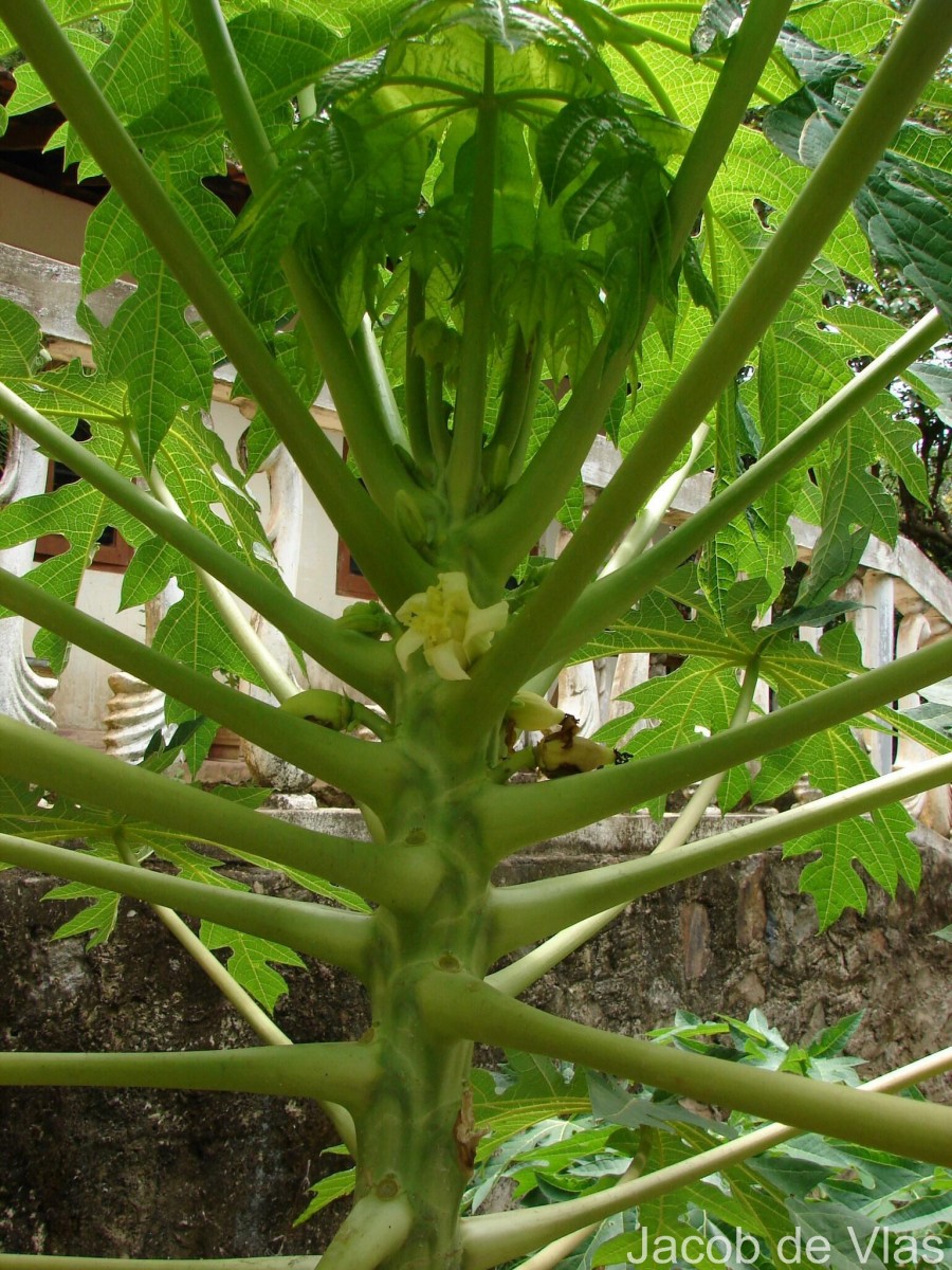 Carica papaya L.